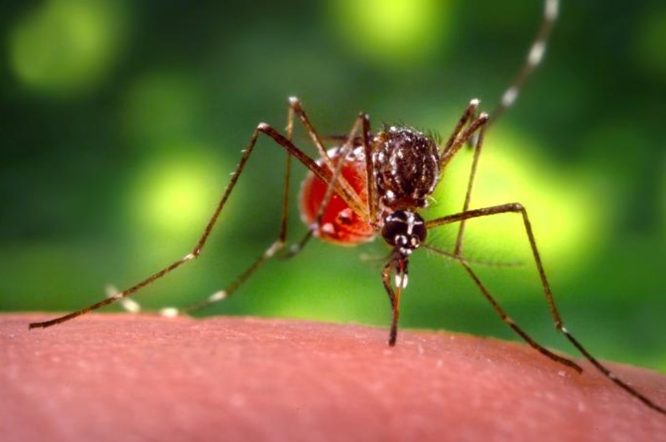 Aedes mosquito